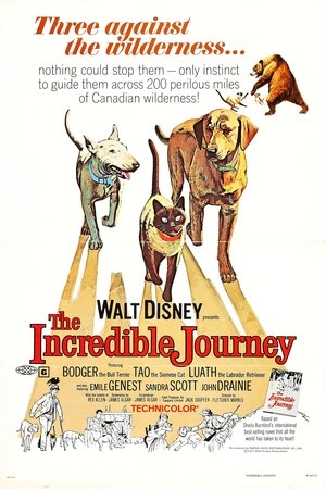 ดูหนัง The Incredible Journey (1963) เต็มเรื่อง